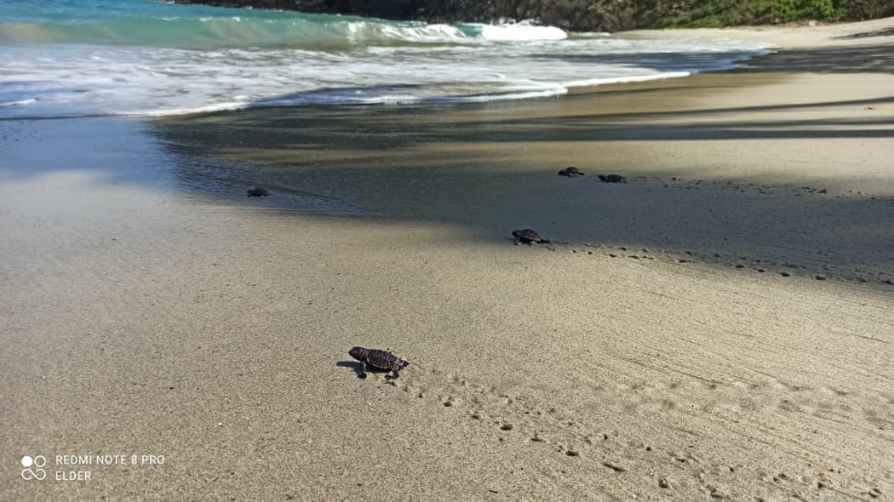 116 tortugas carey nacieron en el Parque Tayrona