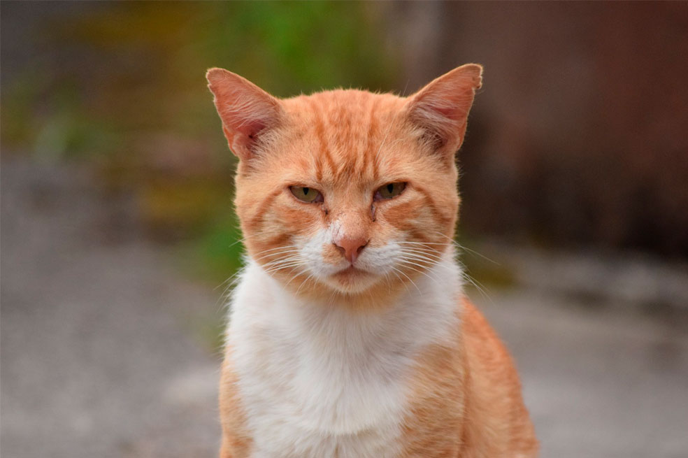 Señales de que su gato necesita hacer más ejercicio