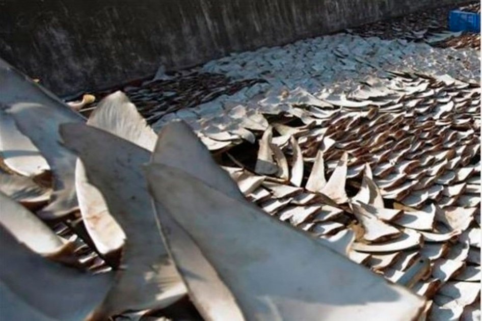 Ecuador investiga contrabando de aletas de tiburón