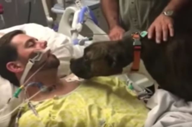 (Video) Hospital en EE. UU. dejó que perra se despidiera de su dueño en coma