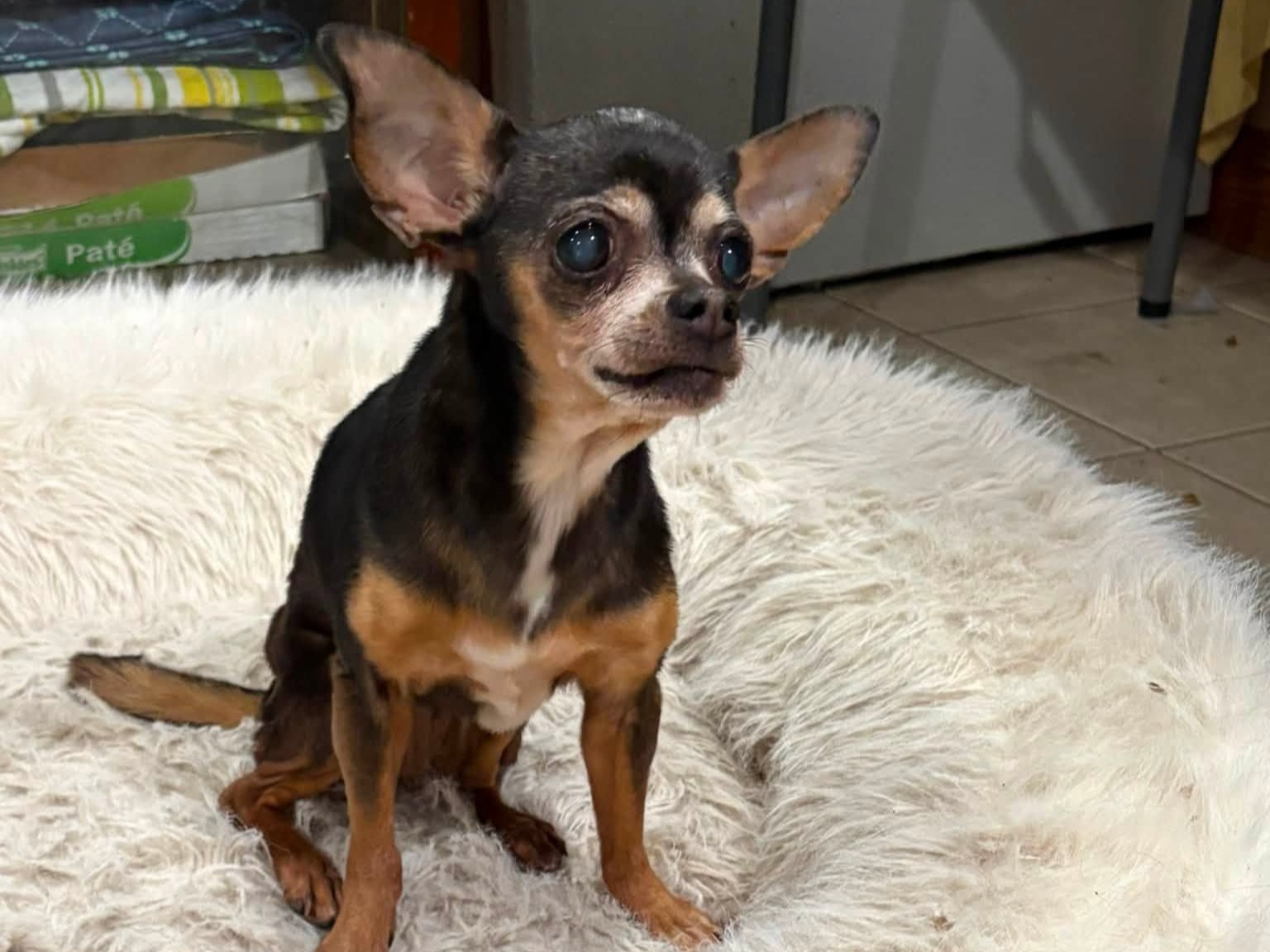 Flor, la chihuahua que desapareció hace 12 años y que volvió a reunirse con su dueña