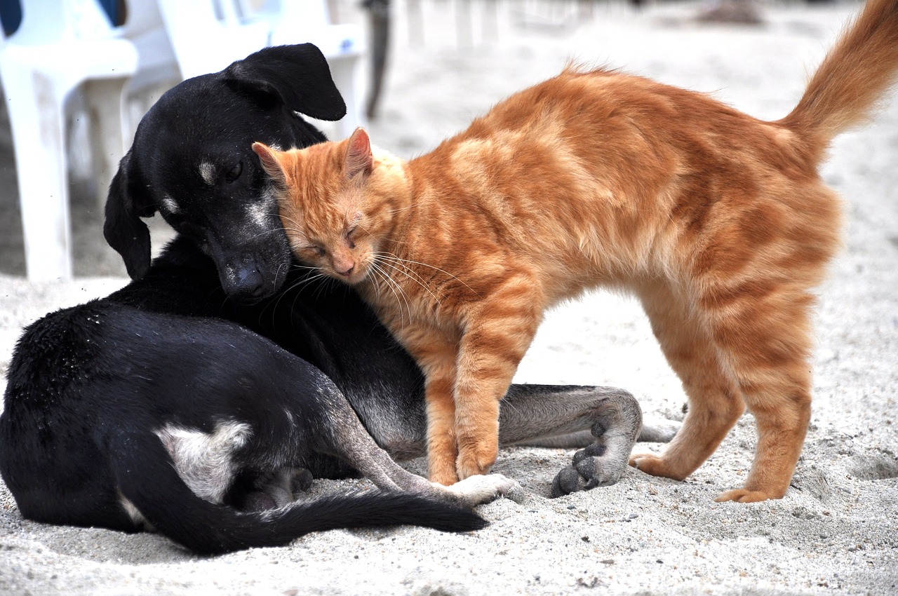 Esterilización gratuita para perros y gatos en Antioquia: hay más de 17 mil turnos
