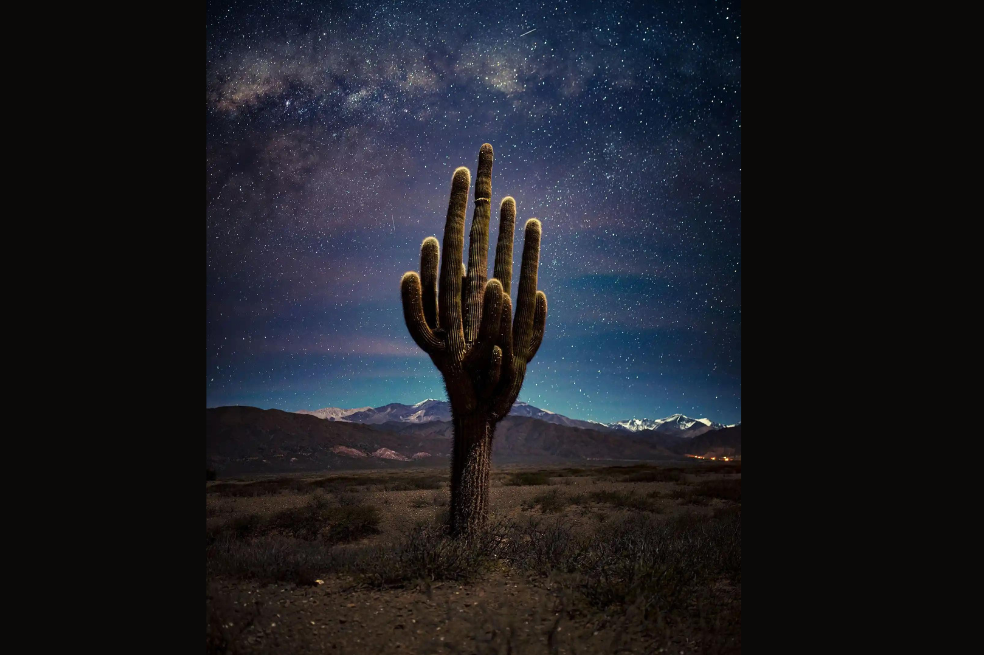 Categoría plantas y hongos: 
Jose Pereyra Lucena tomó la imagen a este tipo de cactus, el cual es importante por los habitantes de los pueblos originarios del noroeste argentino.