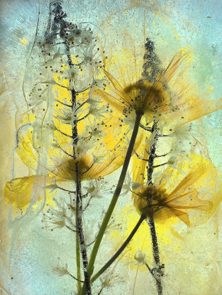 Amapolas y tiarellas en hielo. (Segundo lugar). "Sumergí algunas amapolas silvestres en agua con flores de tiarella y las congelé durante la noche. Luego coloqué el bloque congelado en una caja de luz y los fotografié usando mi lente súper macro Venus Laowa. Mi primer intento no tuvo éxito porque el agua estaba turbia, así que la herví antes de volver a congelarla para el segundo intento, que pareció dar un mejor resultado".