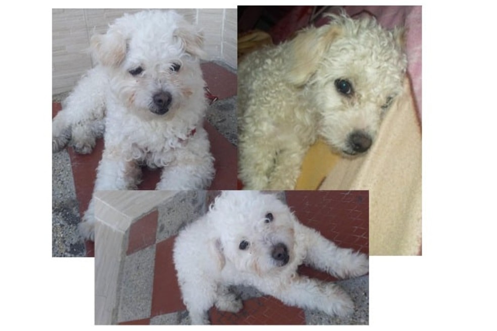 Bunny, una perrita blanca, se perdió en Patio Bonito, Bogotá. ¿La ha visto?