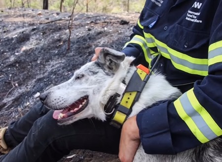 Se jubiló Oso, el perro que rescató más de 100 koalas de incendios forestales