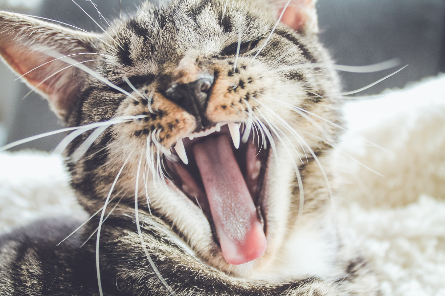 ¿Qué significa que tu gato te de pequeños mordiscos? Estas son 3 razones