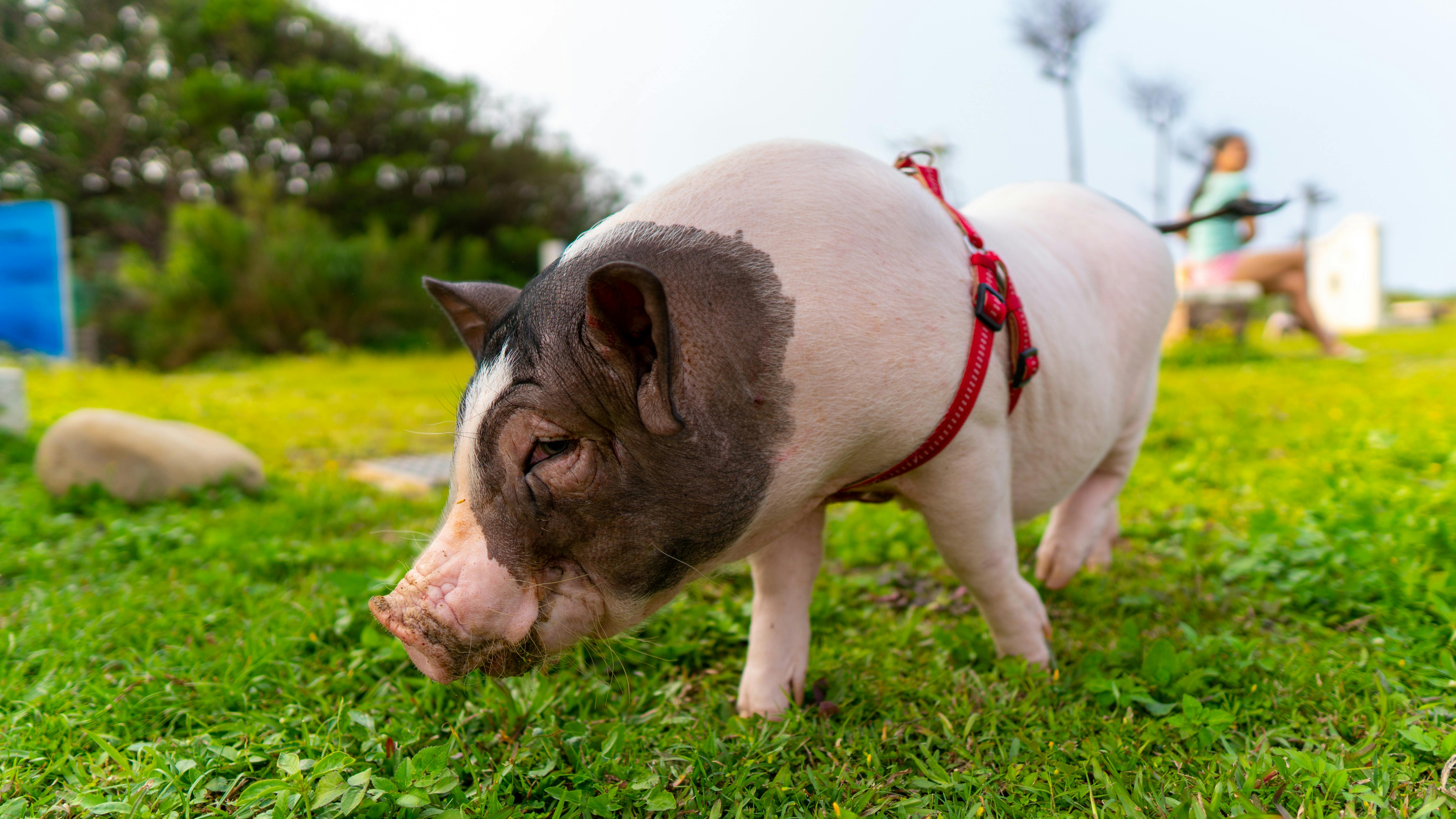 ¿Por qué no debería tener un “minipig” en su casa o apartamento?