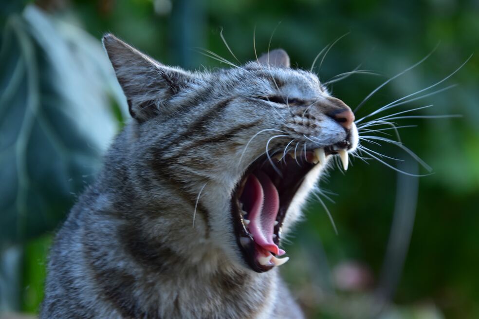 Así puede acabar con la agresividad de un gato