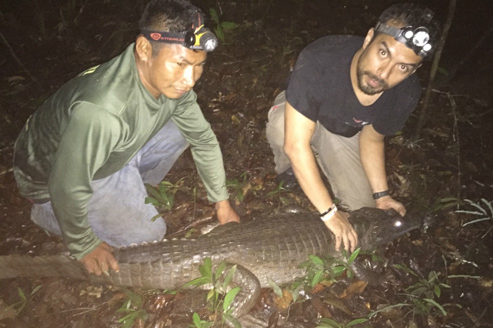 Sergio Balaguera-Reina y Alfredo Vargas-Carapana atrapan, miden y liberan un Caimán Apaporis.Foto: Diego RodriguezAdemás de contribuir significativamente a nuestra comprensión sobre el árbol genético familiar de este grupo de subespecies de caimán, en su investigación Balaguera-Reina también hace un llamado a realizar un análisis poblacional del caimán del Apaporis para entender mejor las presiones de caza sobre el animal y determinar su estado de conservación. Incluso cuando no está en el campo, sigue recolectando datos. Entrenó y contrató a Alfredo Vargas-Carapana, miembro de la tribu Carapana, para hacer observaciones en su lugar.