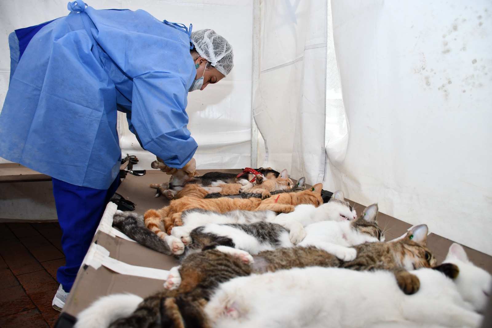 IPYBAC, el primer instituto departamental de bienestar animal nace en Cundinamarca