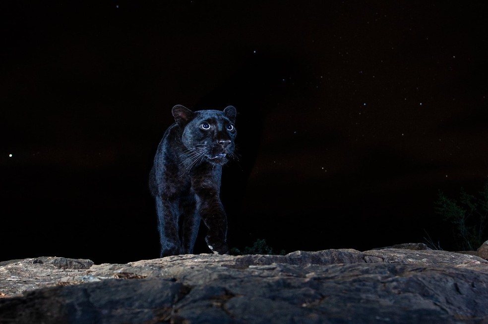 Ganador retratos de animales: William Burrard-Lucas, de Reino Unido, por retratar a un leopardo negro.
