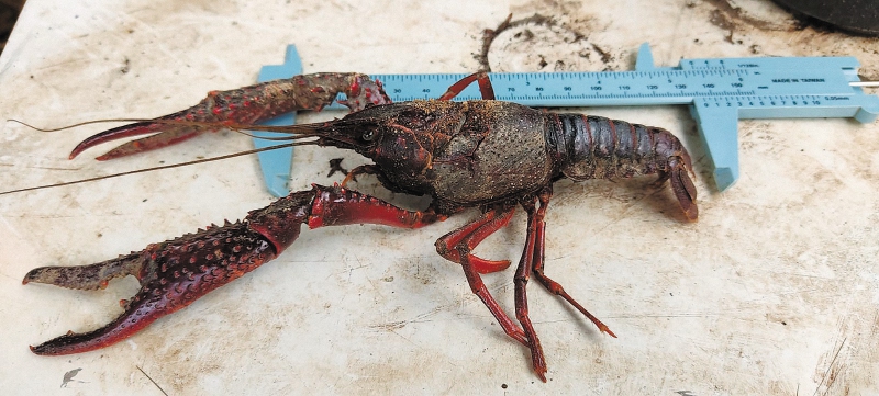 Ausencia de cangrejos de río