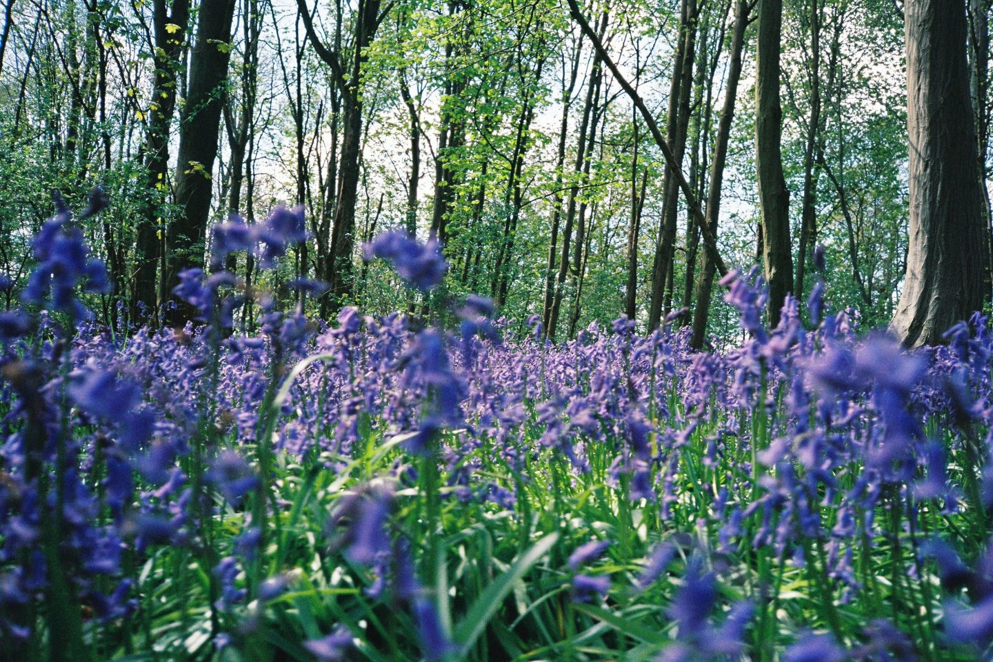 En el Reino Unido, las campanillas azules cubren bosques antiguos con un manto púrpura entre mediados de abril y mayo, alcanzando su punto máximo a finales de abril. Lugares como Ashridge Estate, Wakehurst y Micheldever Wood ofrecen algunas de las vistas más espectaculares, donde estas flores prosperan bajo la sombra de árboles centenarios, creando paisajes únicos que deben recorrerse con cuidado para preservar este frágil ecosistema.