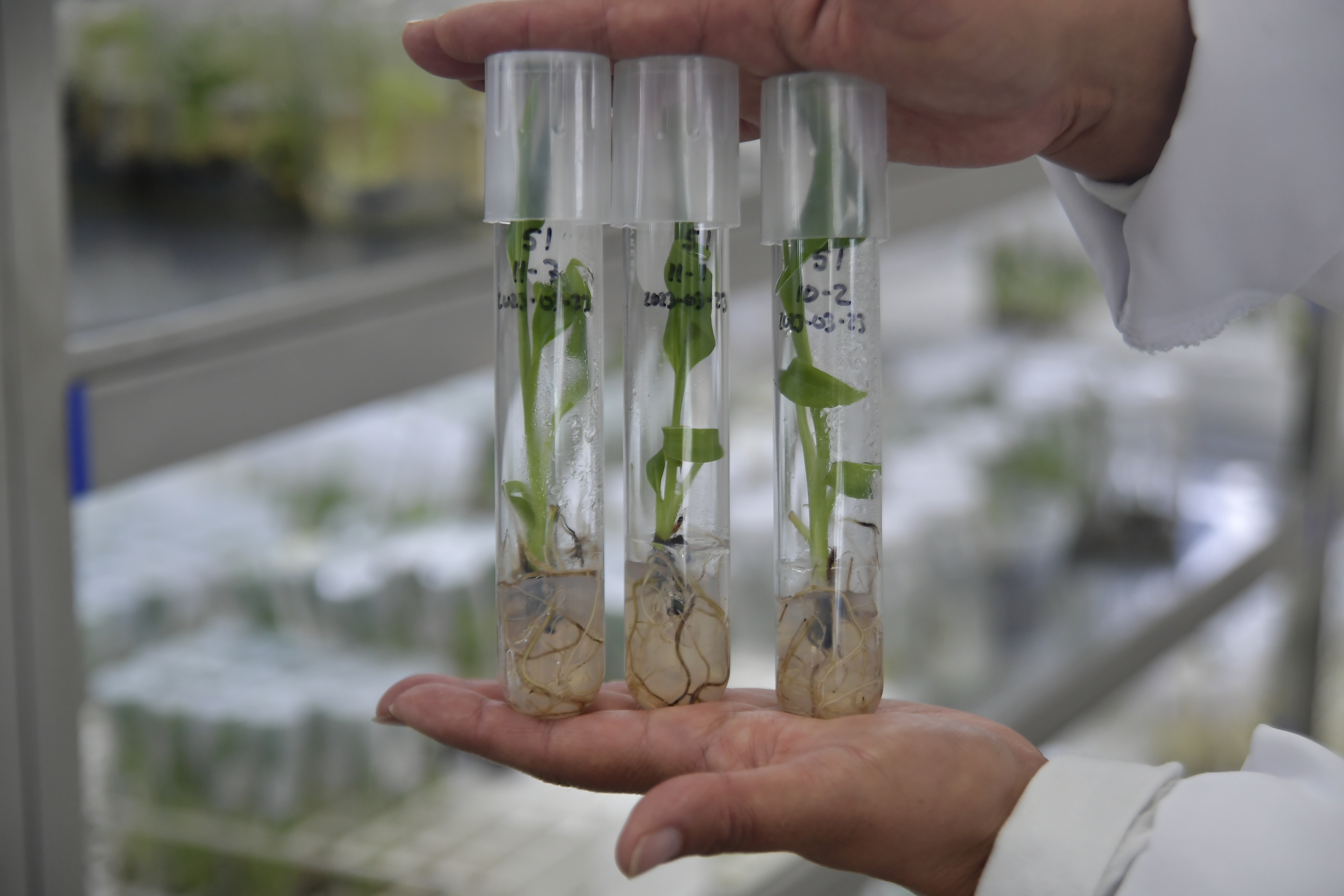 La disputa por los otros bancos de Colombia, claves para la ciencia y el agro