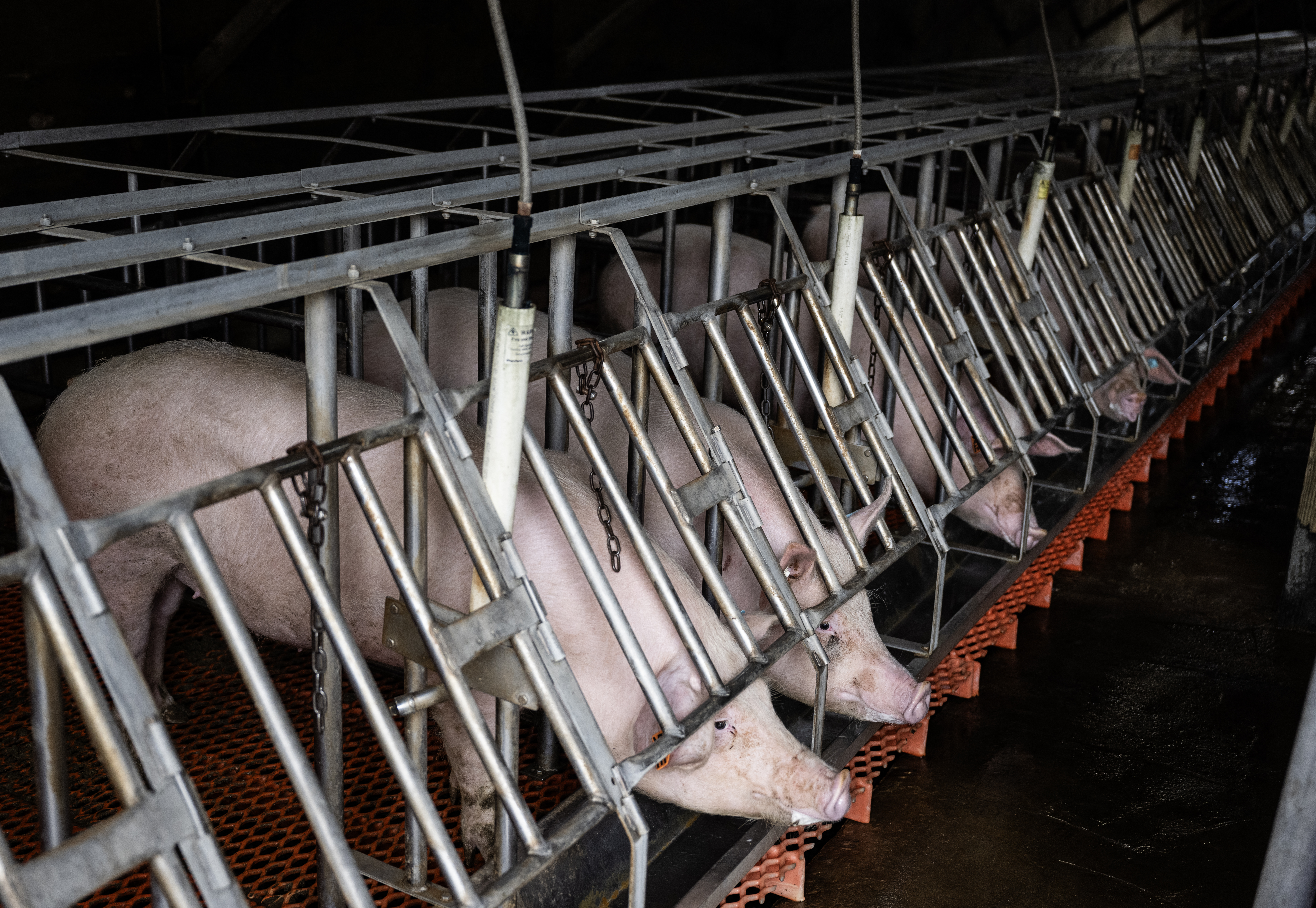 Estados Unidos da luz verde a primer ensayo clínico con hígados de cerdo en humanos