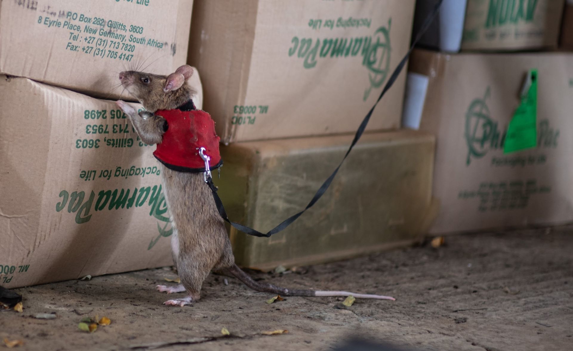 Ratas gigantes africanas podrían ayudar a detectar fauna traficada ilegalmente