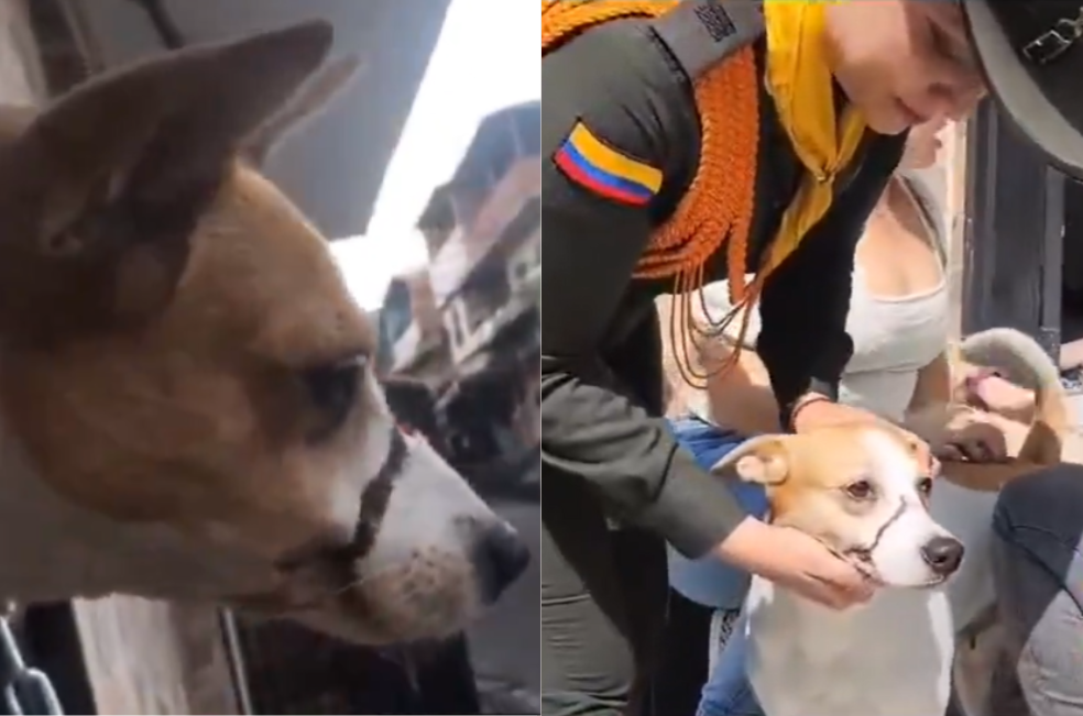 “El perrito está bien”: Federico Gutiérrez desmiente caso de maltrato en Medellín