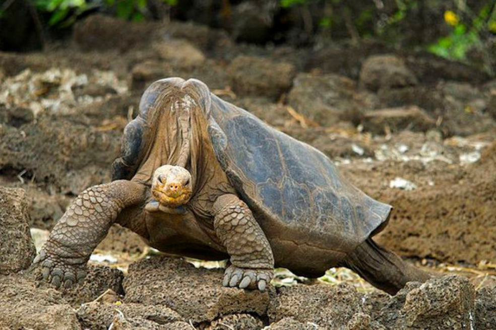 El secreto de la juventud detrás del Solitario George, última tortuga gigante de Galápagos