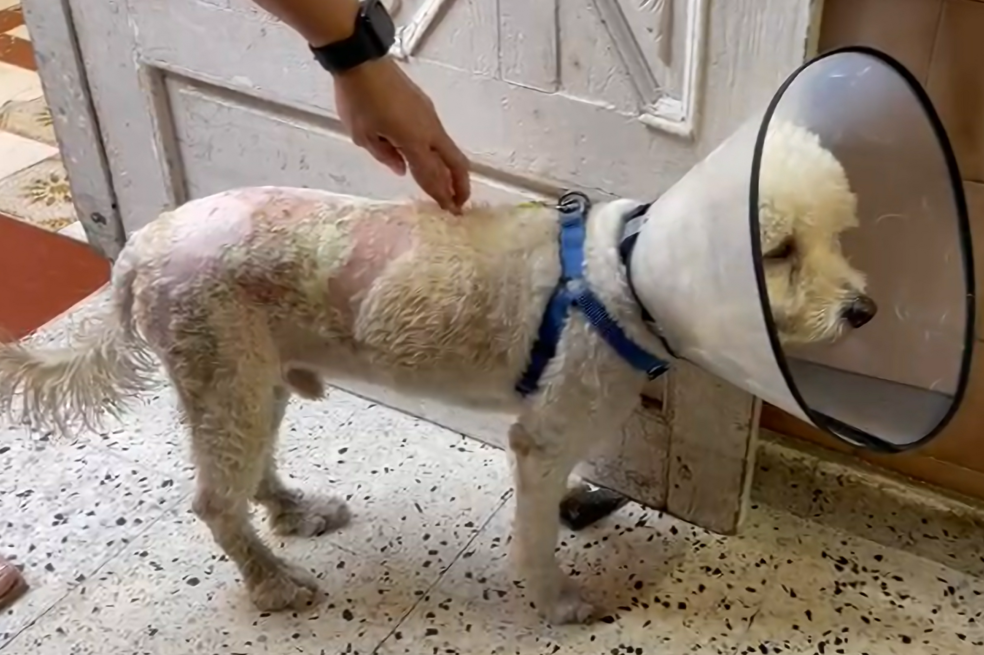 En la imagen se aprecian las quemaduras que quedaron en el cuerpo del animal.