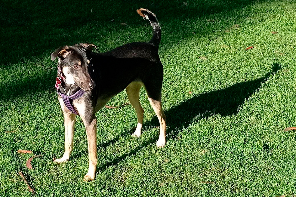 Hana, la perrita criolla que se perdió en la estación Olaya en Bogotá