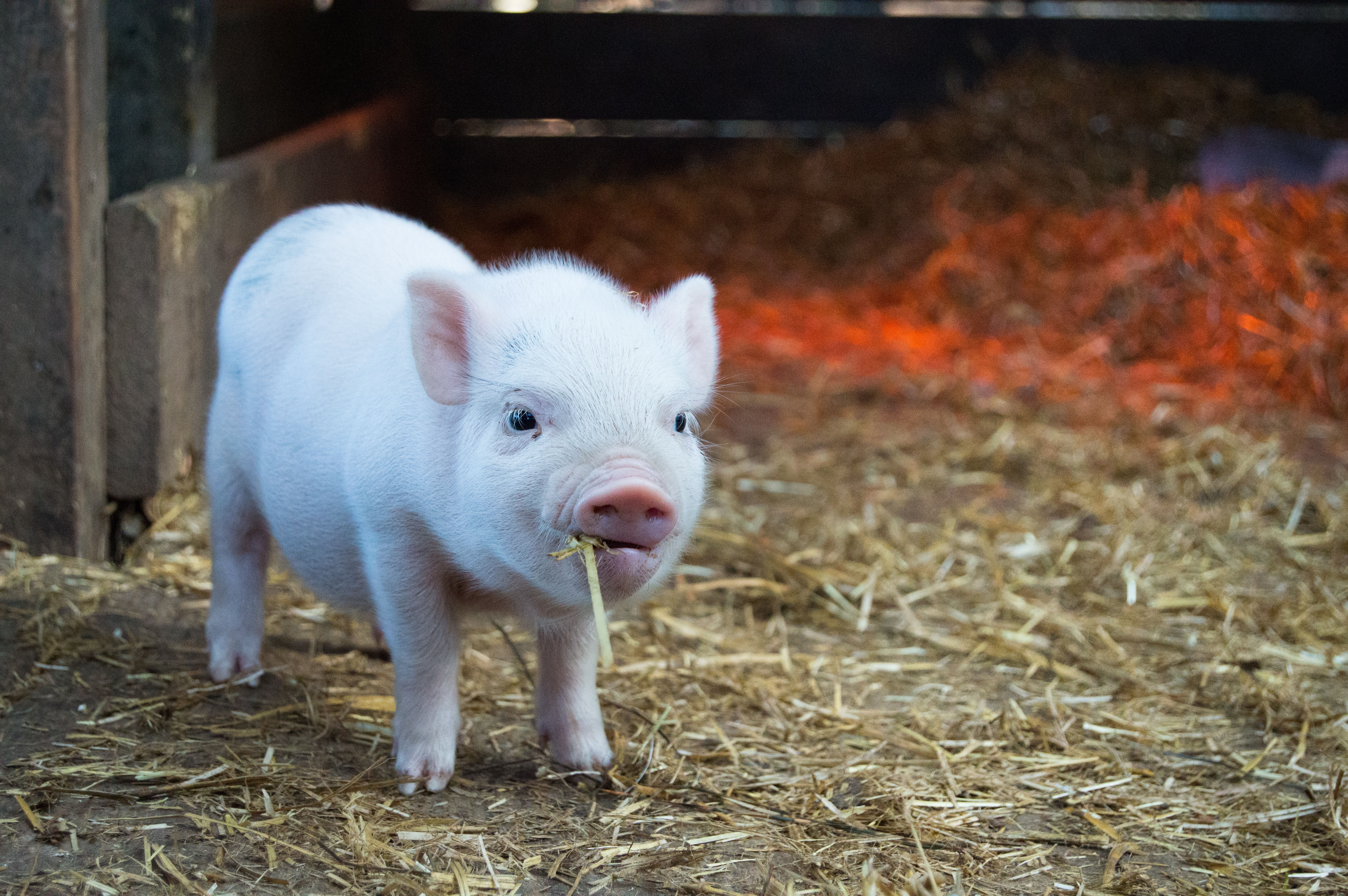 Las preguntas que debe hacerse si quiere tener un minipig como mascota