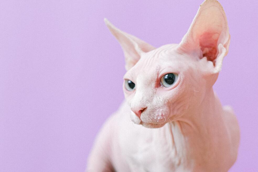¿Cuál es el gato que vive menos tiempo?
