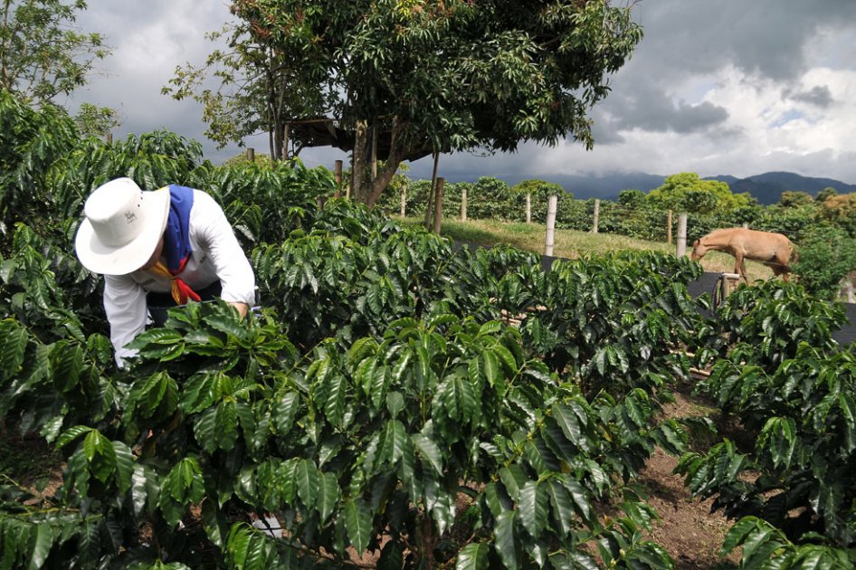 Ayudas al café han sido tramitadas por 198 mil productores