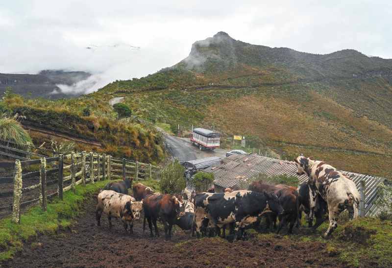 Nevado del Ruiz: descartan evacuación de ganado en municipios del Tolima