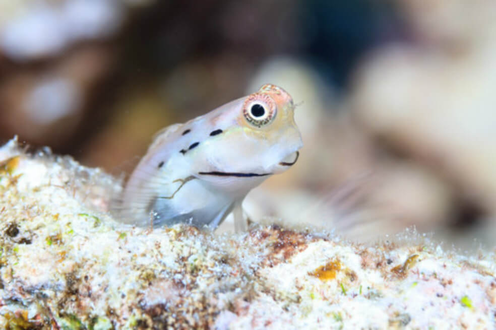 La supervivencia de los arrecifes de coral depende de los peces más diminutos del mundo