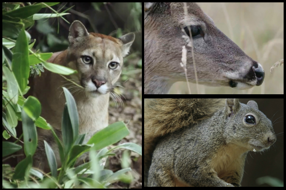 Tras el rastro de la fauna silvestre en Bogotá