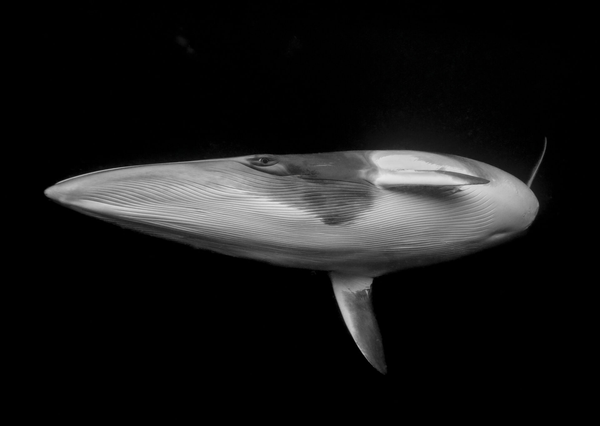Estas son las fotografías ganadoras del premio Ocean Photographer of the Year.