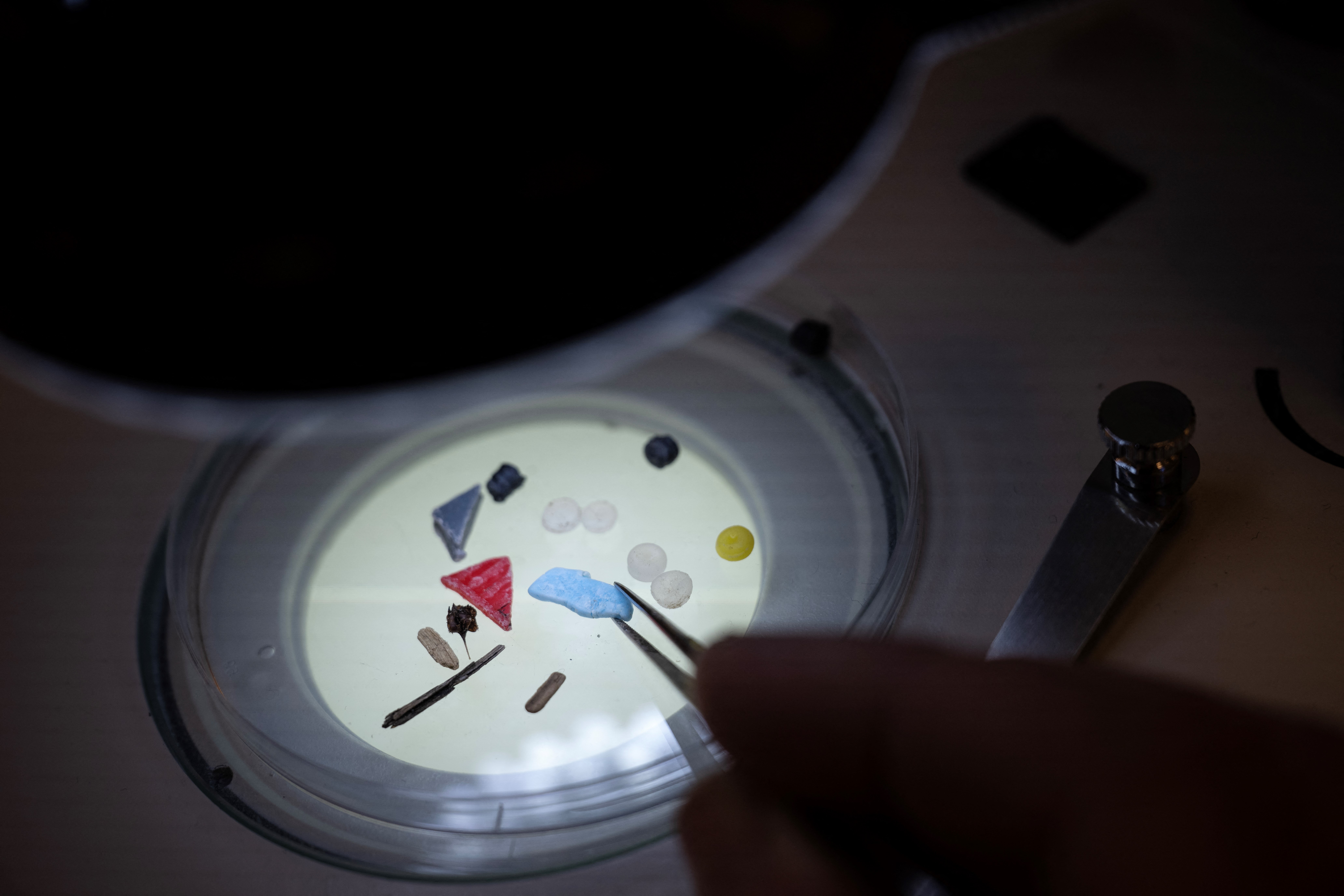 Detectan microplásticos en insectos de 1970