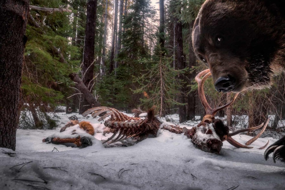 Categoría animales en su hábitat: Zack Clothier, de Estados Unidos, puso su cámara trampa frente a estos restos de alce macho. Un ejemplar de oso grizzly, en busca de alimento, termina posando frente a su lente.