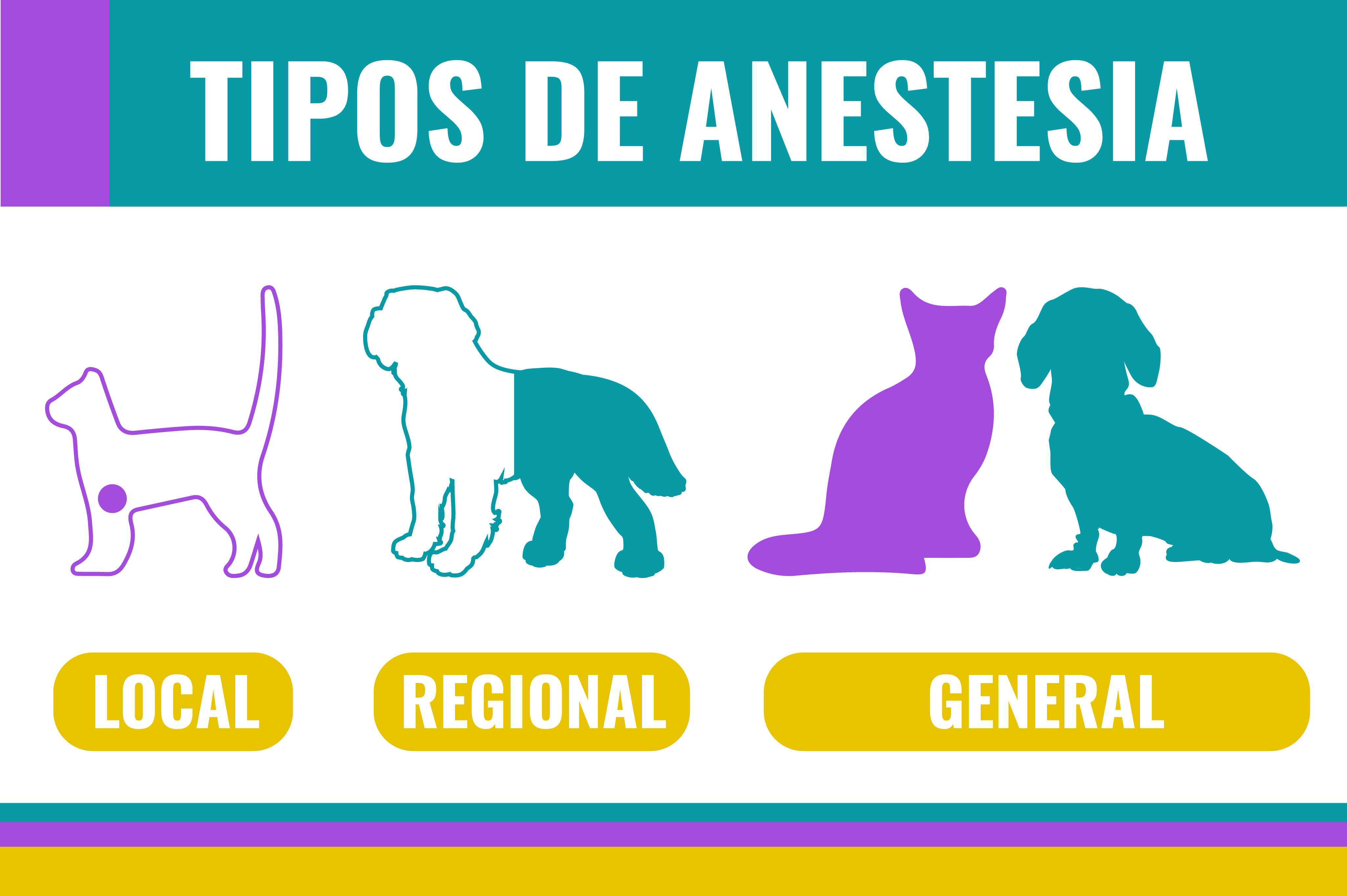 Tipos de anestesia en perros y gatos.