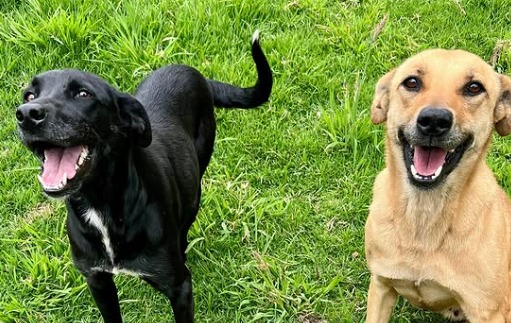 Fundaciones de animales denuncian suplantación de identidad y estafas con falsas adopciones