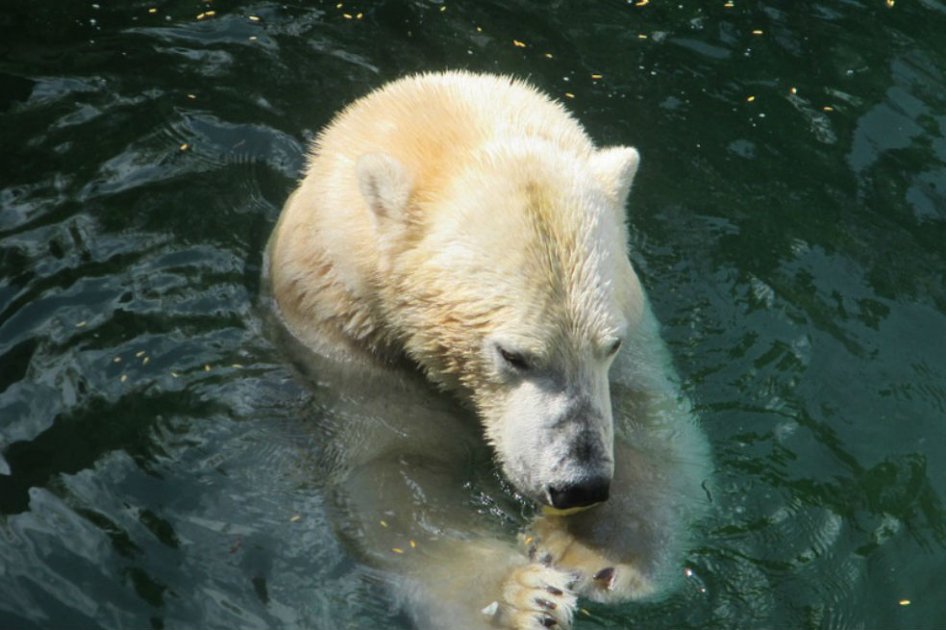 Estudio advierte que osos polares se están quedando sin hielo en el Ártico