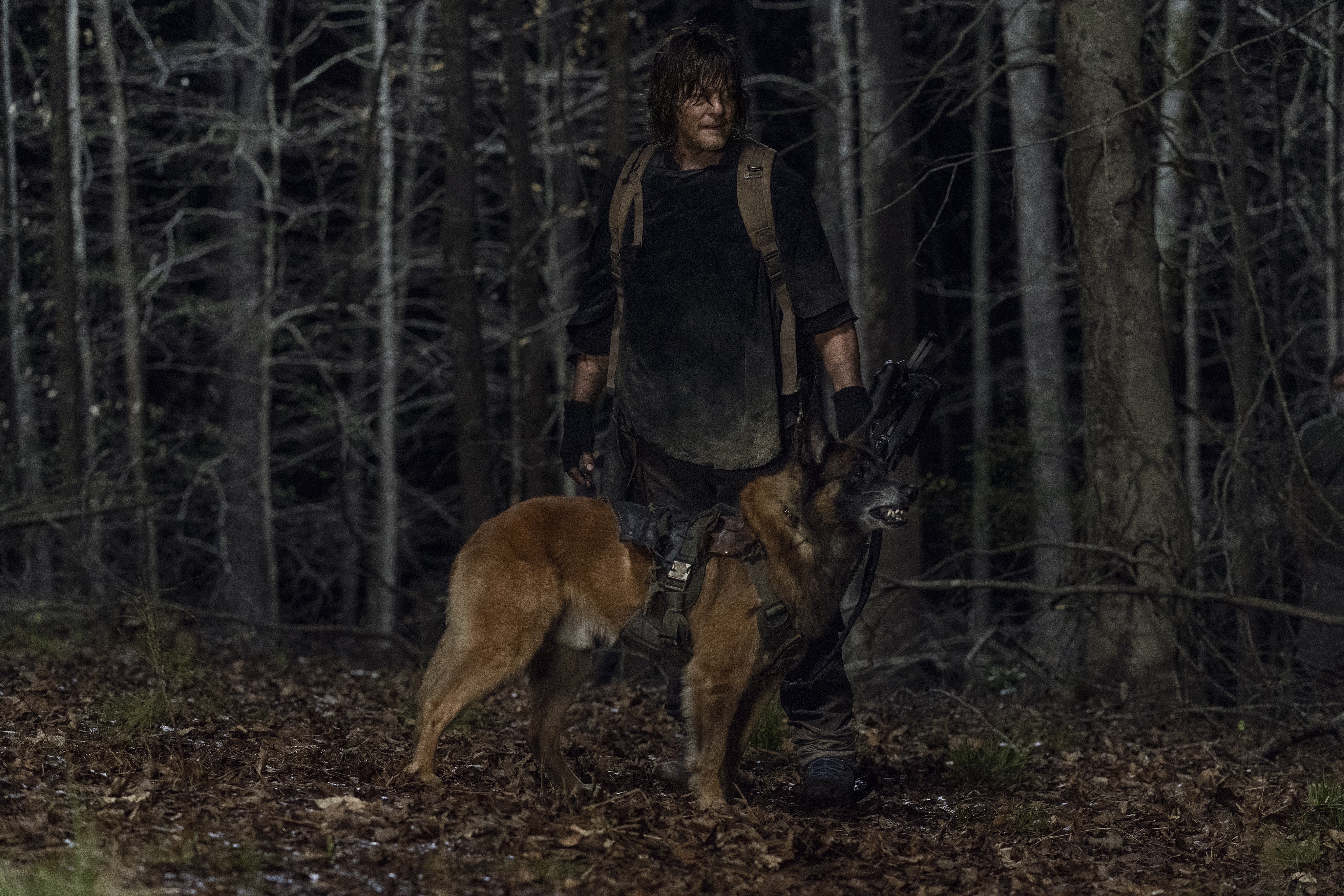 Murió Seven, el valiente perro de "The Walking Dead": así reaccionó el elenco