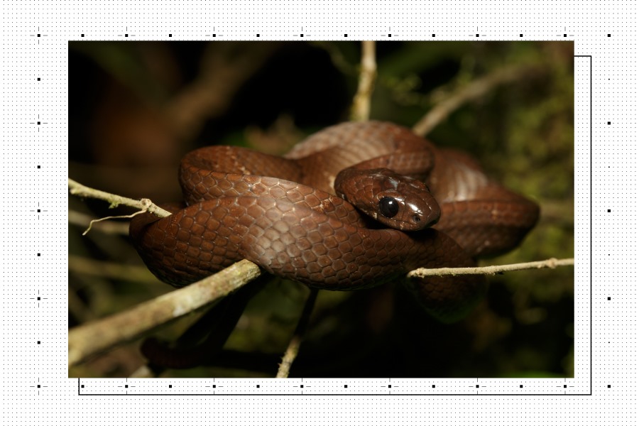 Biodiversidad de Colombia