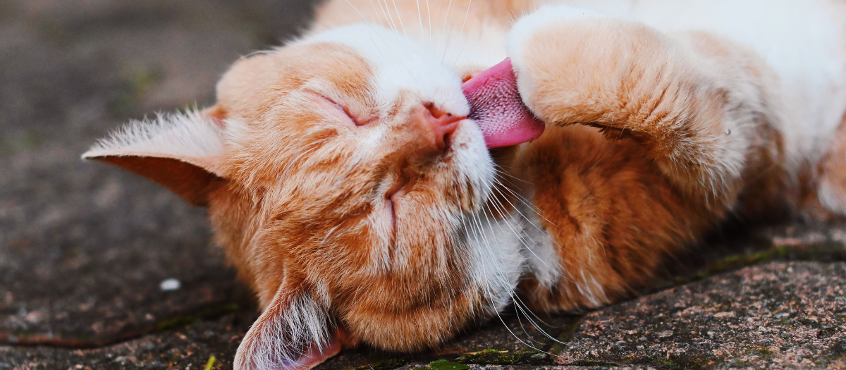Gatos naranjas: 4 razas que querrás adoptar