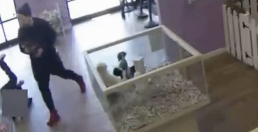 Robo en tienda de mascotas en Estados Unidos: los ladrones tomaron a tres cachorros