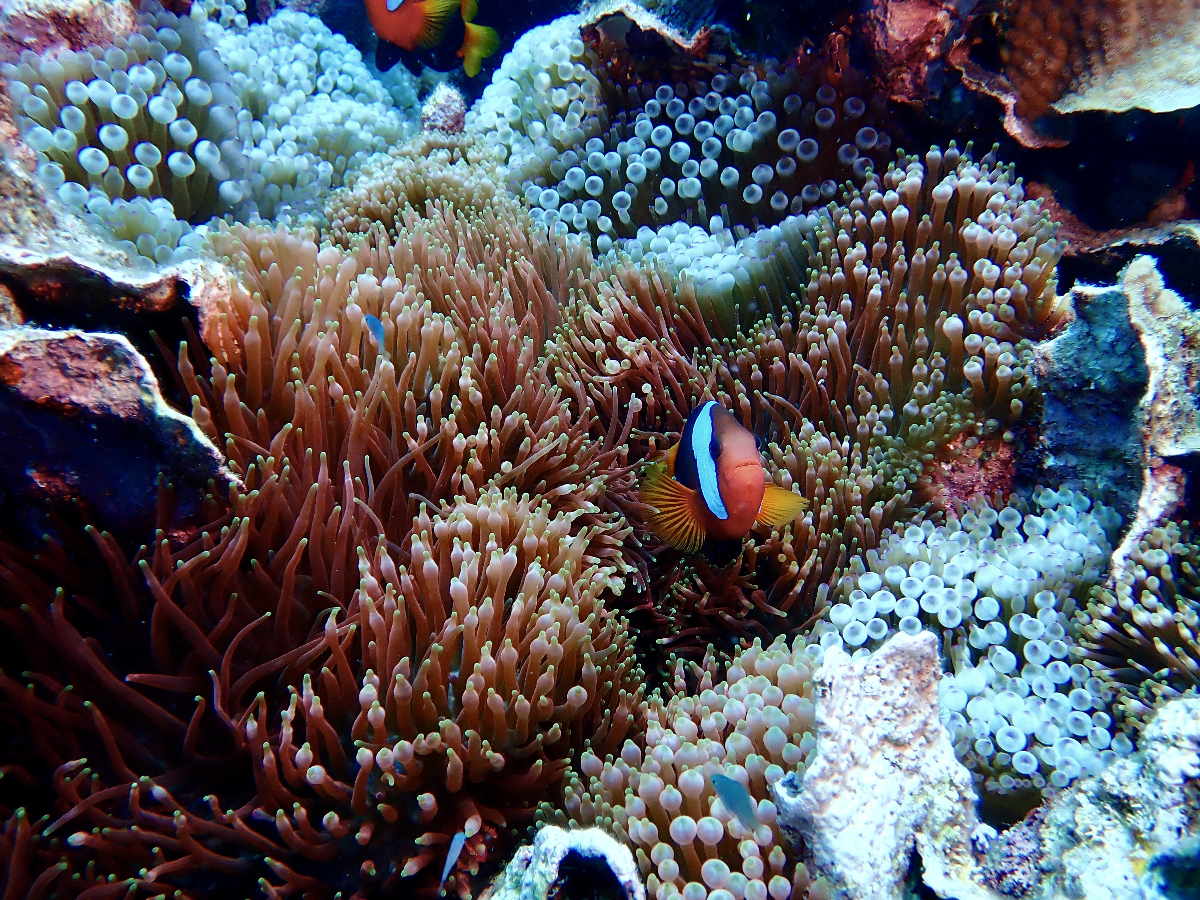 Imagen de la colonia encontrada en la Gran Barrera de Coral australiana.