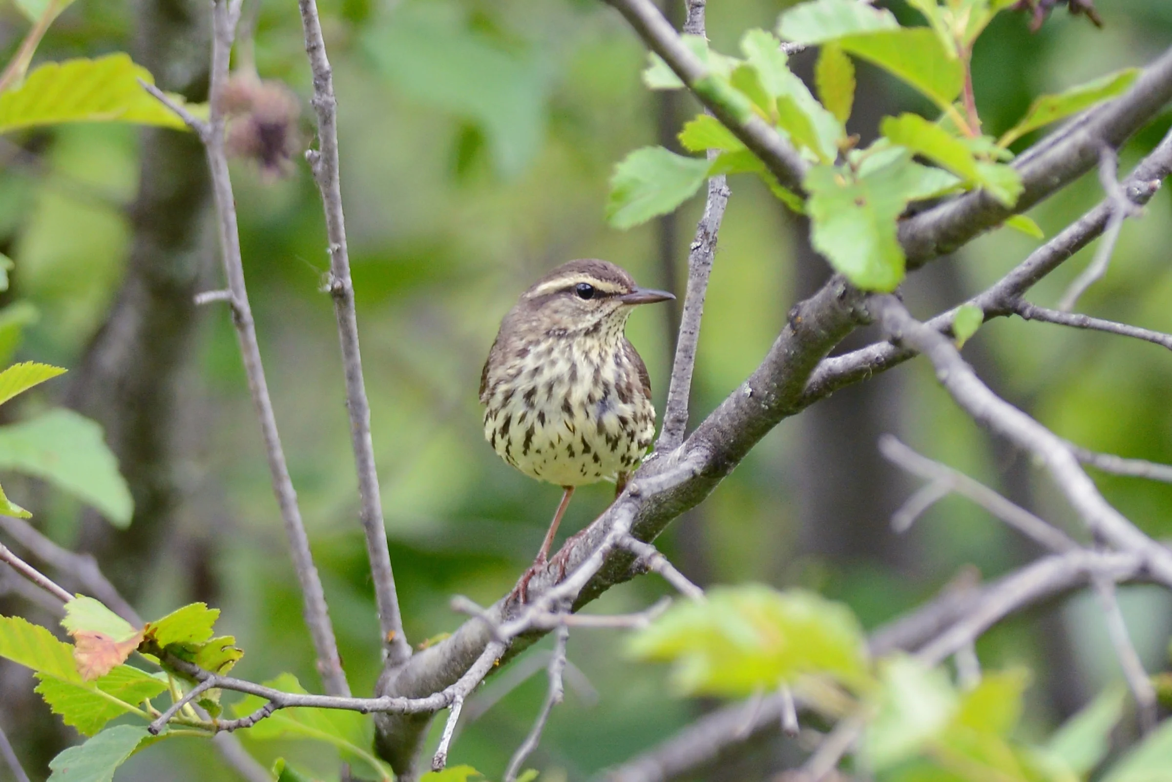 Las claves que nos dan las aves migratorias para proteger los ecosistemas