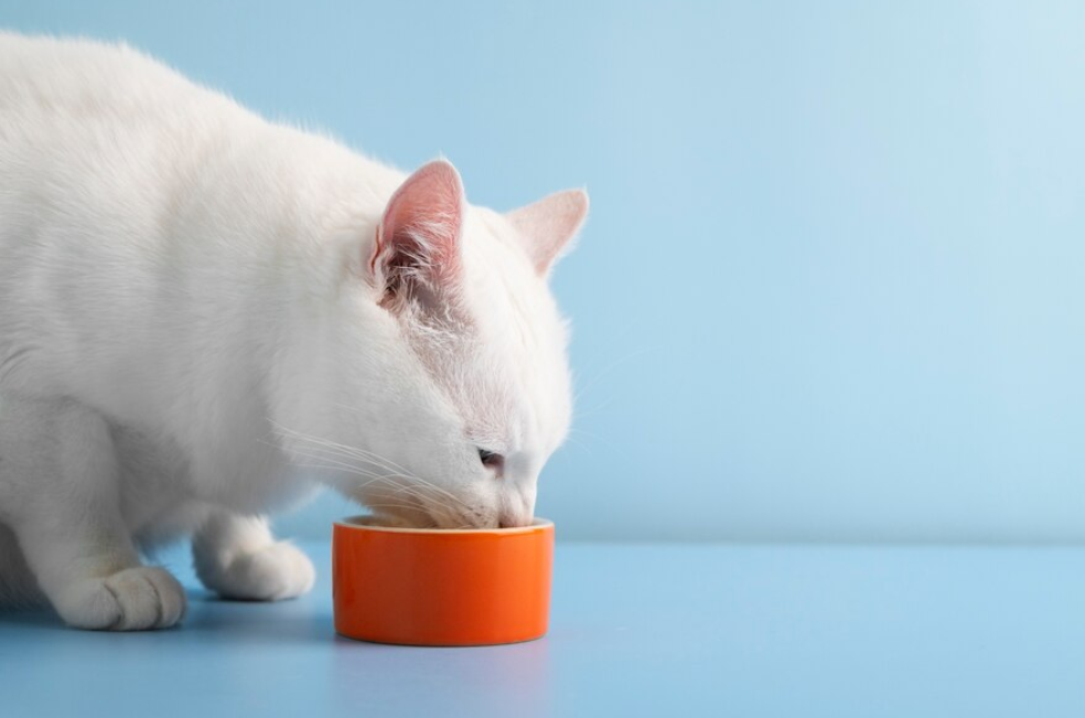 ¿Por qué los gatos tiran el agua del bebedero?