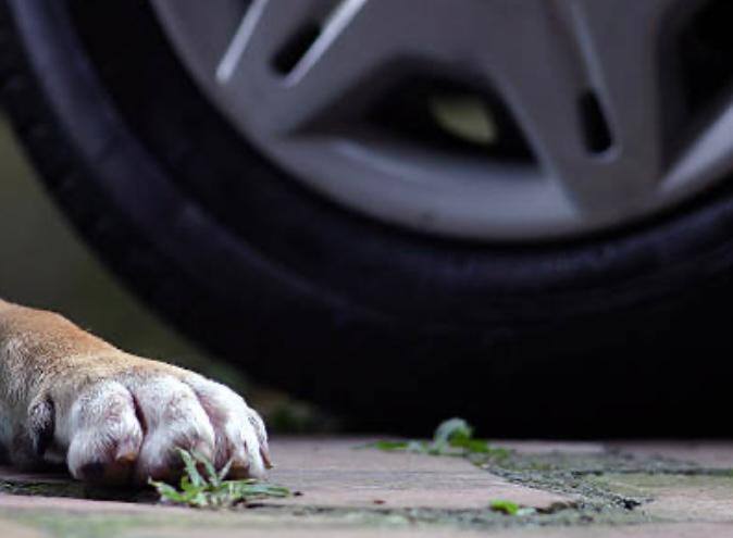 Indignación por conductor que atropelló a un perrito y luego huyó del lugar
