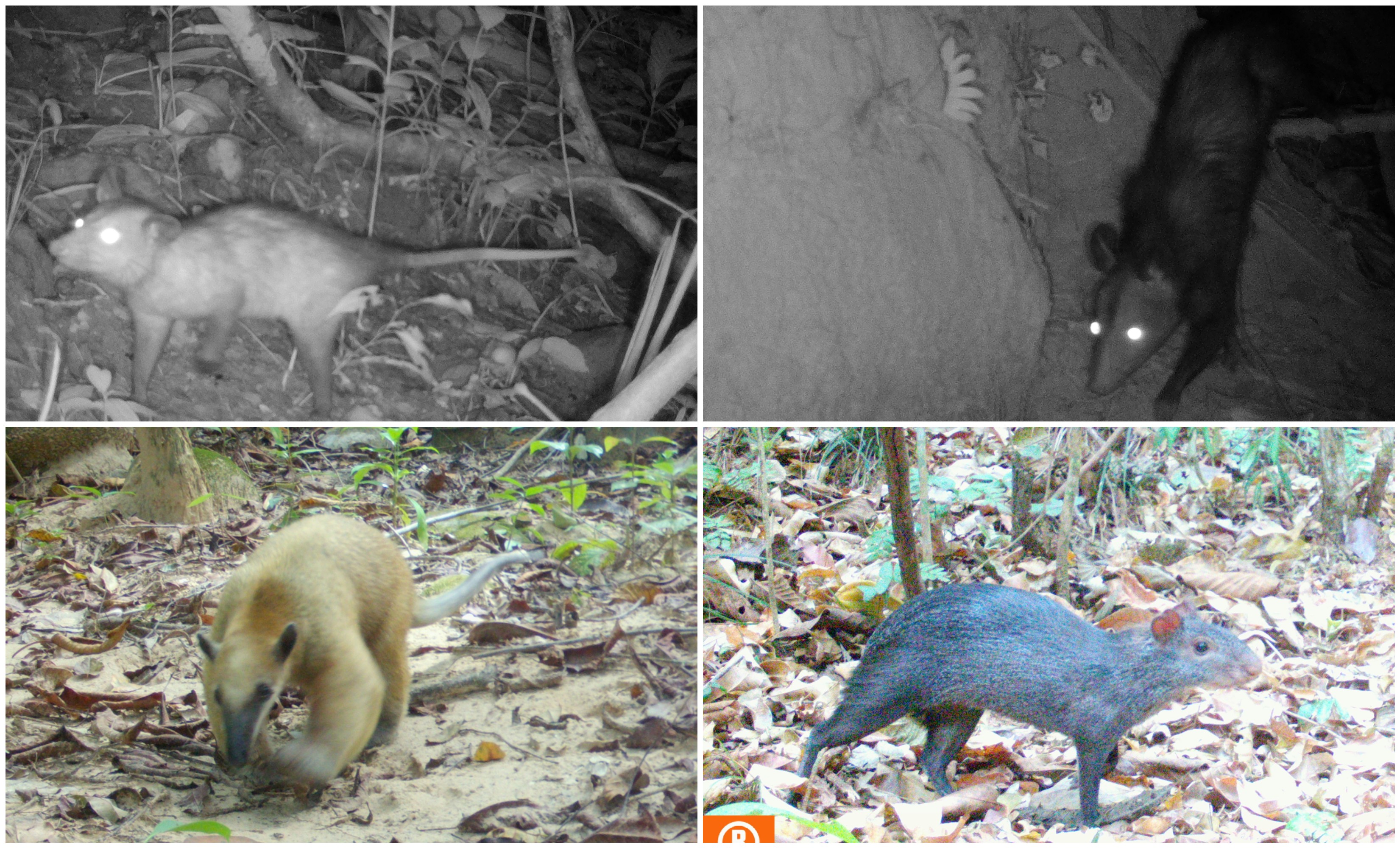 La presión humana en Colombia hizo que estos animales se volvieran más nocturnos