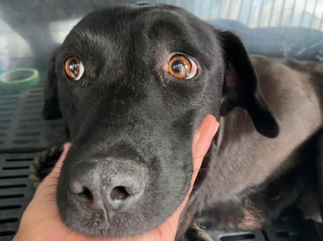 Se llevaban a sus crías y a ella nadie la ayudaba: la historia de la perrita Pepa