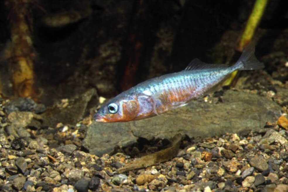 Descubren por qué ciertos peces marinos se adaptan a ecosistemas de agua dulce