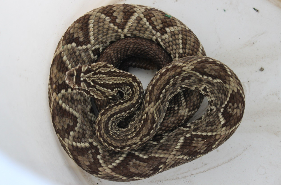 Tuluá: rescatan a serpiente cascabel que estaba en un camión de fruta