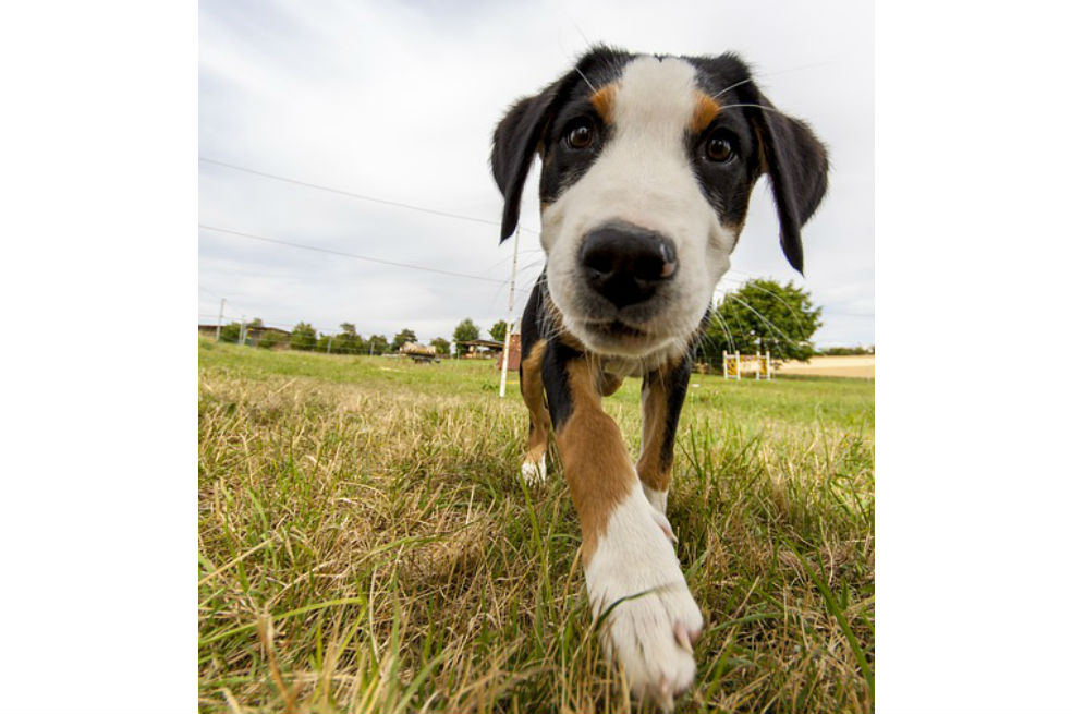 Este sábado hay nueva jornada de adopción de mascotas en Bogotá